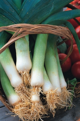 Picture of Leek Musselburgh